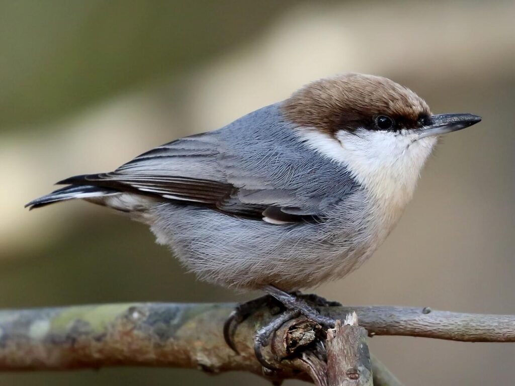 a brown headed nuthatch perched on a tree limb