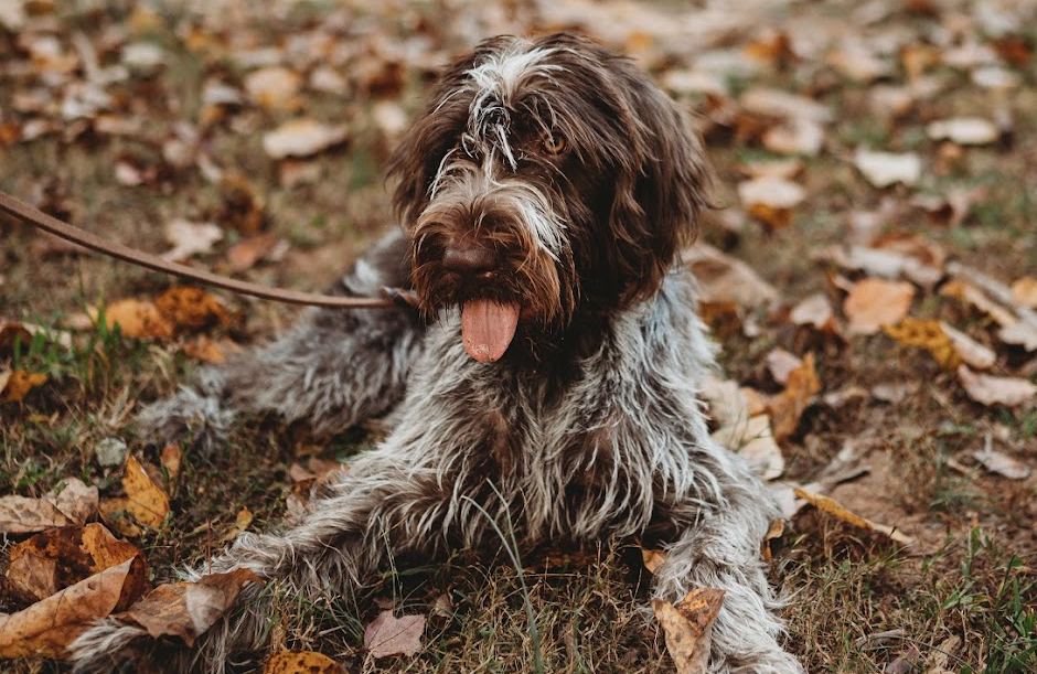 a german wirehaired pointer named pearl